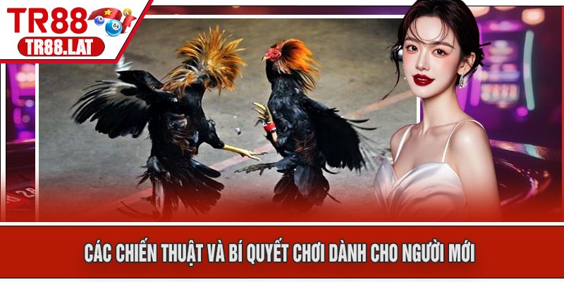 Các chiến thuật và bí quyết chơi dành cho người mới