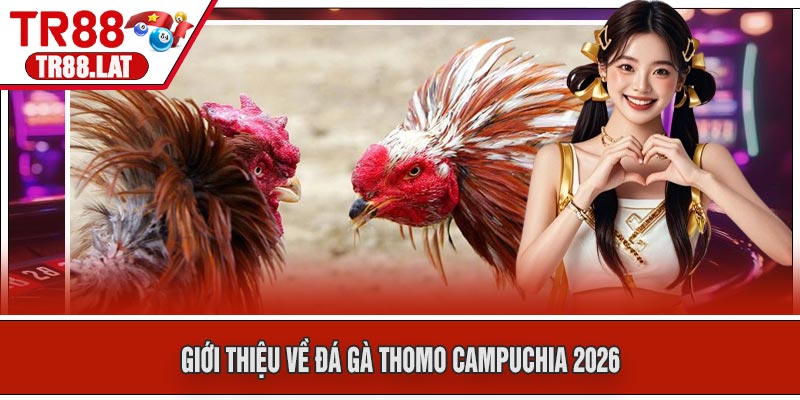 Giới thiệu về Đá Gà Thomo Campuchia 2026