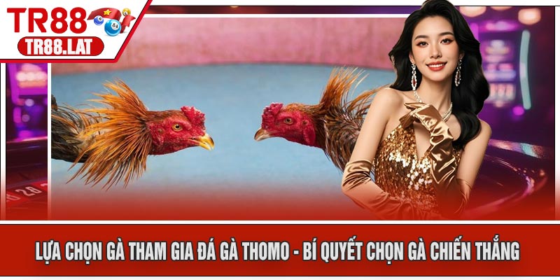 Lựa Chọn Gà Tham Gia Đá Gà Thomo - Bí quyết chọn gà chiến thắng