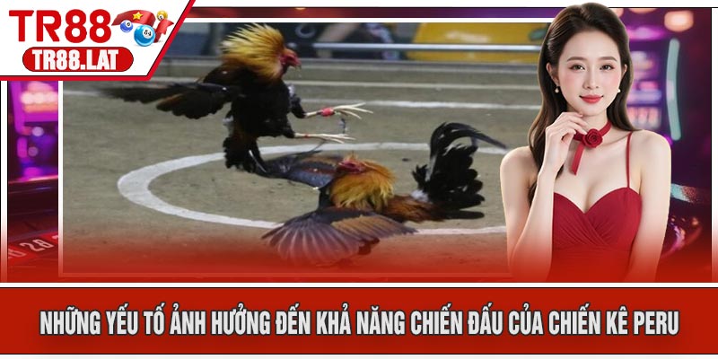 Những yếu tố ảnh hưởng đến khả năng chiến đấu của chiến kê Peru